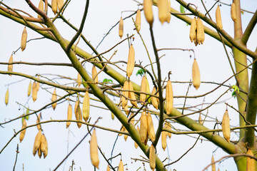 Close-Up View of Yellow Seed Pods Hanging from Tree Branches