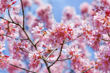 京都 長徳寺のオカメ桜