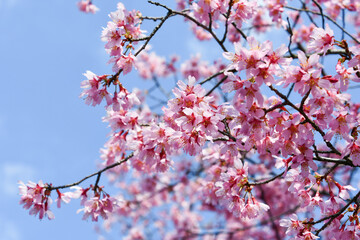 京都 長徳寺のオカメ桜