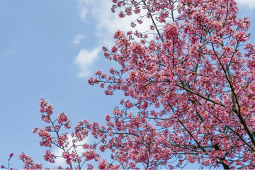 京都 長徳寺のオカメ桜