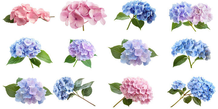 Hydrangea flower isolated on white background 