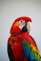 Obraz premium araffy red and green parrot with a blue and yellow beak