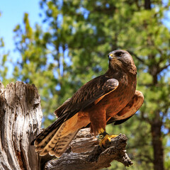 North America, United States, Oregon, Eastern Oregon, Bend. Swainson's hawk (Buteo swainsoni) dark morph. Captive.