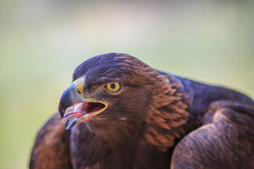 North America, United States, Oregon, Eastern Oregon, Bend. Golden Eagle (Aquila chrysaetos). Captive.