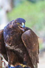Fototapeta premium North America, United States, Oregon, Eastern Oregon, Bend. Golden Eagle (Aquila chrysaetos). Captive.