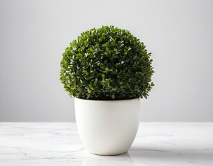 Fototapeta premium Green Sphere Plant in White Pot on Marble Surface