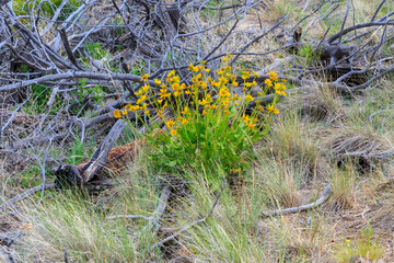 North America, United States, Oregon, Central Oregon,  Redmond, Terrebonne, Oregon. Smith Rock State Park.  Basalt rocks and cliffs. High desert sunflowers.