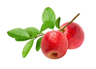 Red apples with leaf on tree branch isolated	