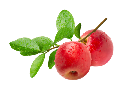 Red apples with leaf on tree branch isolated	