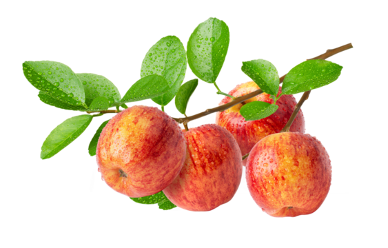 Red apple on tree branch