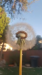 Fototapeta premium Closeup Dandelion Seed Head at Sunset, Nature Photography