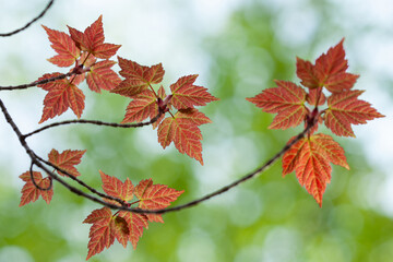 red spring new leaves
