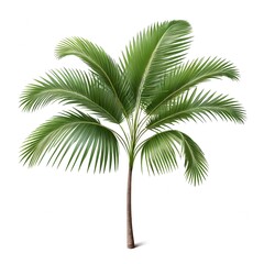 Fototapeta premium Single Palm Tree Isolated on White