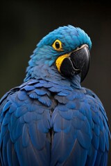 Obraz premium araffy blue parrot with yellow eyes and a black background