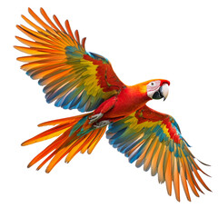 Fototapeta premium A colorful parrot is flying in the air with its wings spread wide