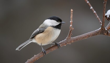 Obraz premium Black-capped Chickadee on Winter Branch