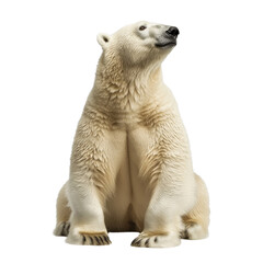 A polar bear is sitting on a white background