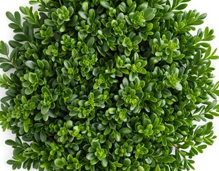 Obraz premium Lush Green Foliage Background