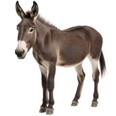 Obraz premium A brown donkey stands in front of a white background