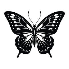 butterfly on white background