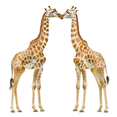 Fototapeta premium Two giraffes standing next to each other, one of which is licking the other