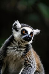 Obraz premium araffe sitting on a rock looking at the camera