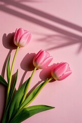 Fototapeta premium there are three pink tulips on a pink surface with a shadow
