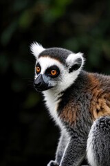 Fototapeta premium araffe sitting on a rock looking at the camera