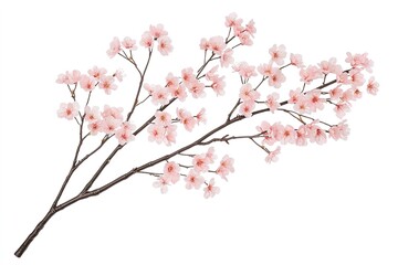 Obraz premium Pink Cherry Blossom Branch Isolated on White