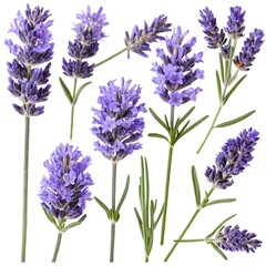 Obraz premium Lavender Flowers Collection, Isolated on White