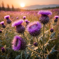 Purple Thistle Flowers at Sunset