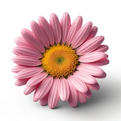 Obraz premium Pink Daisy Flower Blossom