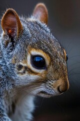 Obraz premium there is a close up of a squirrel with a blue eye