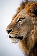 Fototapeta premium a close up of a lion ' s face with a blue sky in the background