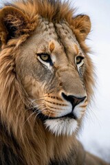 Fototapeta premium a close up of a lion with a very large mane