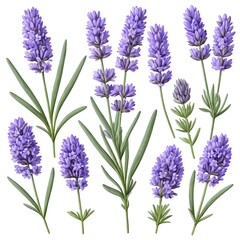 Obraz premium Lavender Flowers Collection - Botanical Illustration