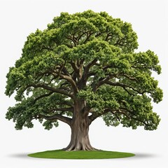 Majestic Ancient Oak Tree