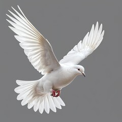 Obraz premium White Dove in Flight