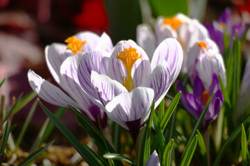 Spring blossoming of crocuses. Group of large flowers with white petals and the violet drawing on them. Decoration of a flower bed.