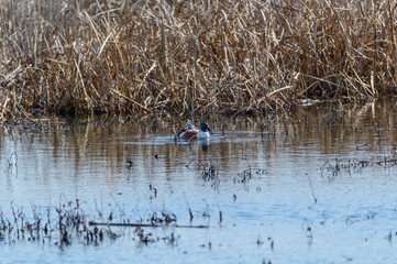 A Northern Shoveler Male at Magee Marsh in Oak Harbor, Ohio.