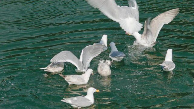 Glaucous-Winged Gulls Fighting over food in the Water