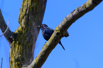 A Rusty Blackbird at Ottawa National Wildlife Refuge in Oak Harbor Ohio.