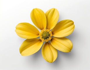Fototapeta premium Single Yellow Flower Blossom on White Background