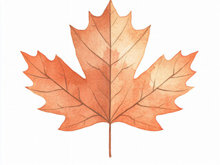 Obraz premium Clipart illustration maple leaf autumn foliage botanical drawing hand drawn vector realistic dried brown orange leaf delicate texture seasonal nature element isolated white background red white