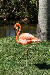 closeup of a pink florida flamingo on the grass near a pond
