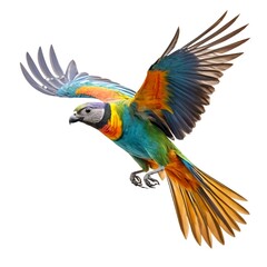 Fototapeta premium Colorful Parrot in Flight