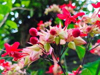 The Clerodendrum thomsoniae, known as bleeding heart vine, displays delicate red flowers emerging from pale green buds. Its vibrant contrast and intricate petals create a captivating natural beauty.