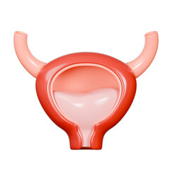 3D Model of a human bladder suitable for medical presentations, educational materials, research articles, and healthcarerelated designs. Detailed and realistic.