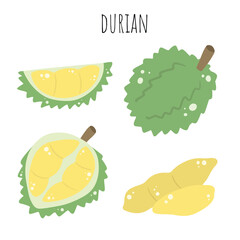 Durian, fruit, fresh durian, hand drawn