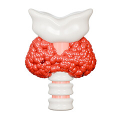 3D model of the human thyroid gland for medical illustrations, educational purposes, medical presentations, and scientific publications. Ideal for healthcare designs.
